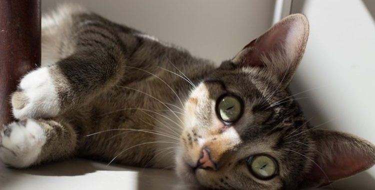 Qual significado de cada miado dos gatos