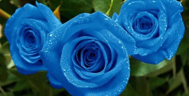 Rosa azul e seus significados