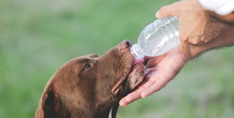 Com os dias de calor intenso que estamos vivendo, é preciso adotar algumas medidas para ajudar seu pet a se refrescar
