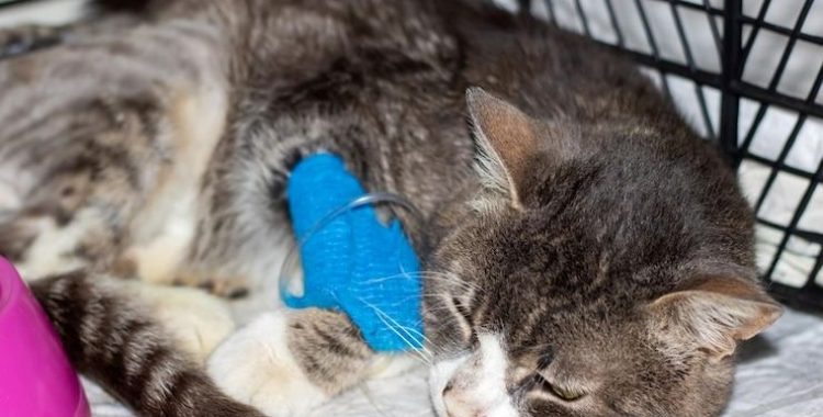 seu gato está com dores. As mudanças comportamentais do gato são a principal pista de que algo não vai bem e que ele pode estar com dores