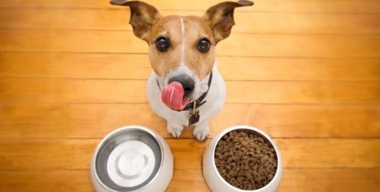 Sódio na Alimentação de Cães e Gatos