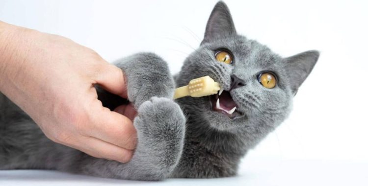 Sorrisos Felinos Saudáveis: Guia Completo de Cuidados com a Saúde Bucal do Seu Gato. Saiba mais acessando nosso site