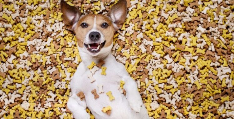 Vamos falar sobre petiscos para cães