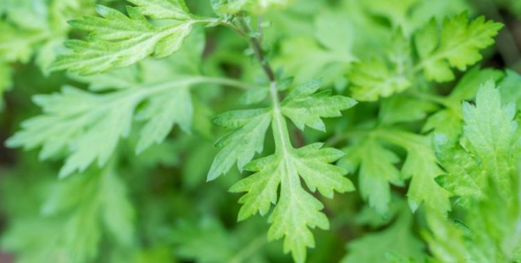 Benefícios da Artemísia. um exemplo notável de como a natureza oferece soluções eficazes para a prevenção e o tratamento de doenças.