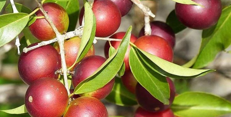 Descubra a camu-camu, a fruta brasileira que supera a laranja em vitamina C! Conheça seus benefícios e como consumir essa potência