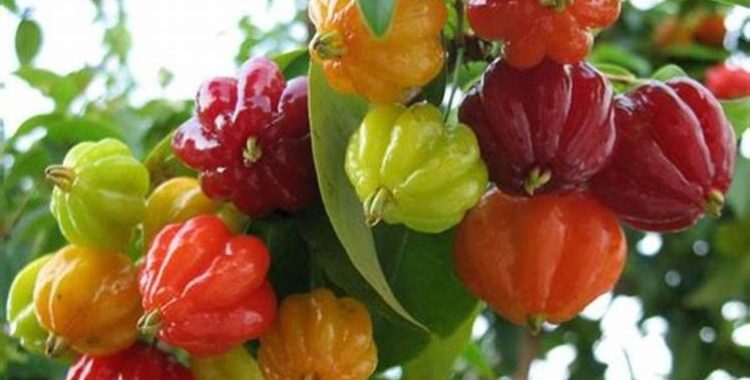 Pitanga: Azedinha mas nutritiva. A pitanga é uma fruta nutritiva e saborosa que também é relativamente fácil de cultivar.