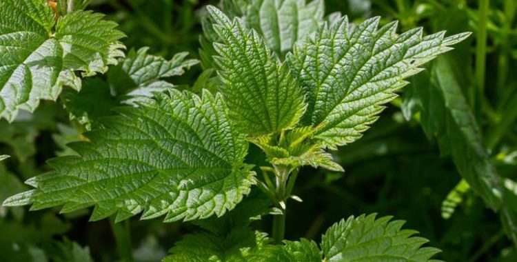 Urtiga: O Tesouro Escondido do Jardim. lembre-se de que ela é muito mais do que uma simples erva daninha. Saiba mais em nosso site